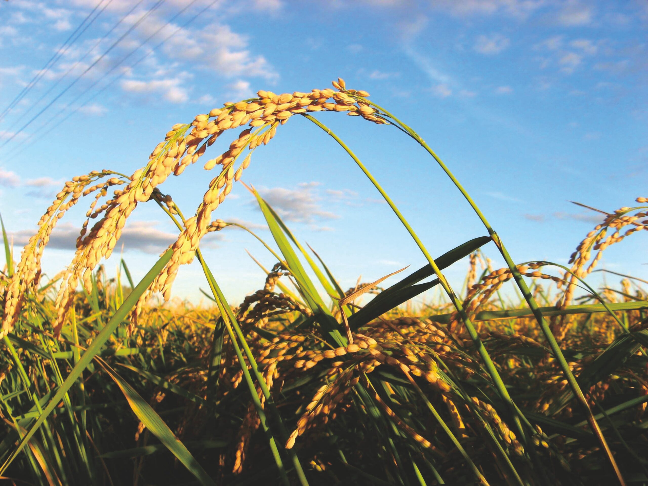 chinese fertilizer companies