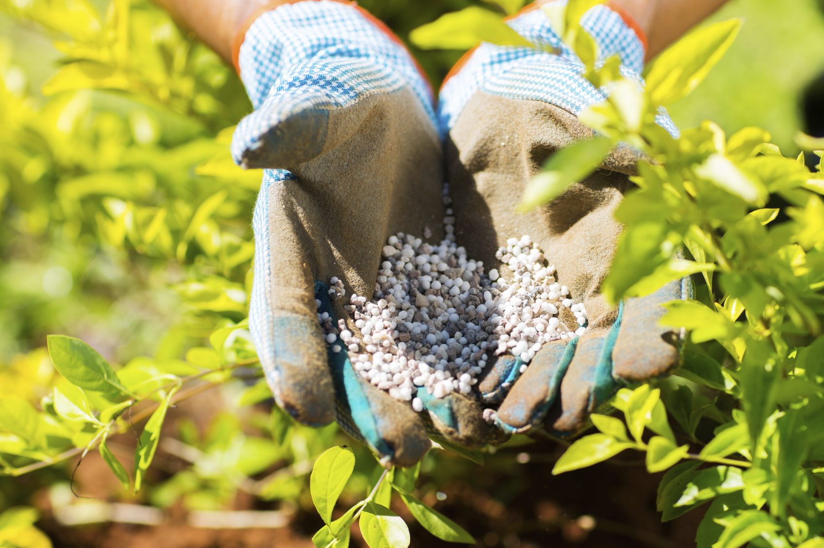 organic fertilizer for herbs