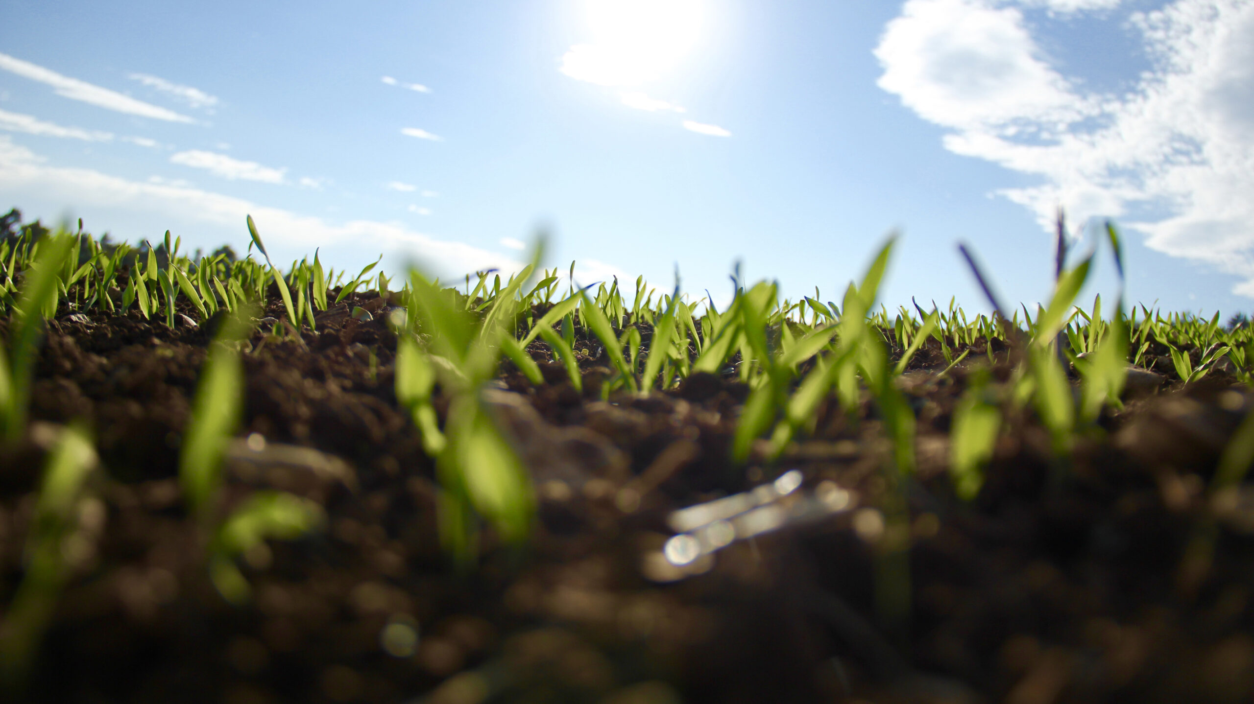 lawn fertilizer and weed control