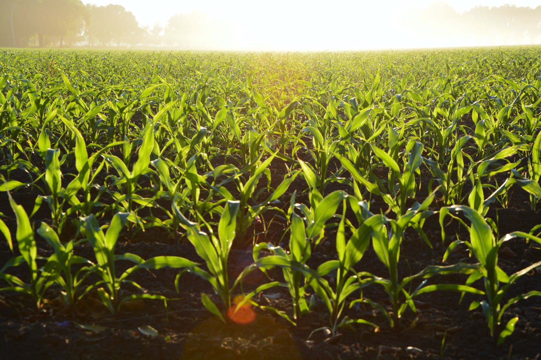 organic corn fertilizer