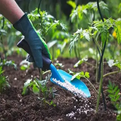 Organic Fertilizer vs Chemical Fertilizer: Understanding the Pros and Cons