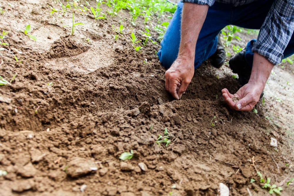 compost as organic fertilizer