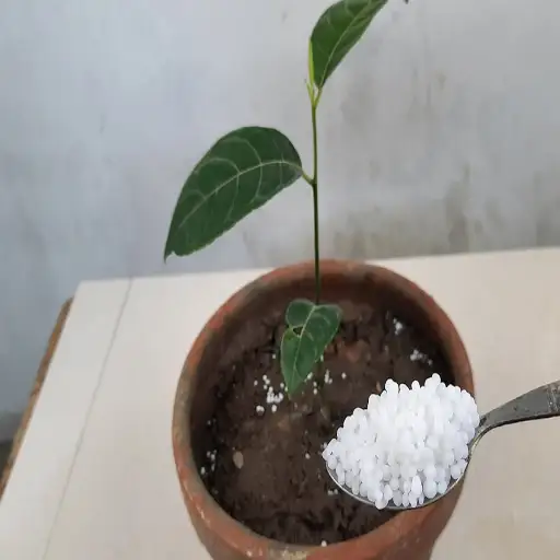 use urea fertilizer