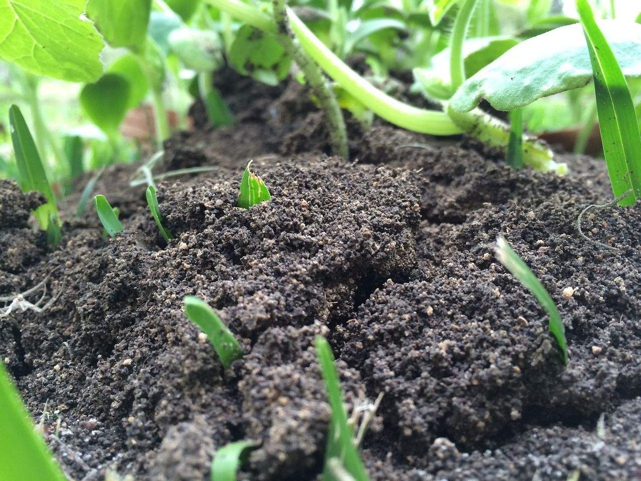 types of organic fertilizer