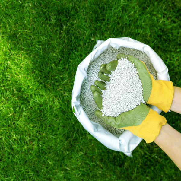 Conclusion: Enhancing Plant Health with High Phosphorus Organic Fertilizer