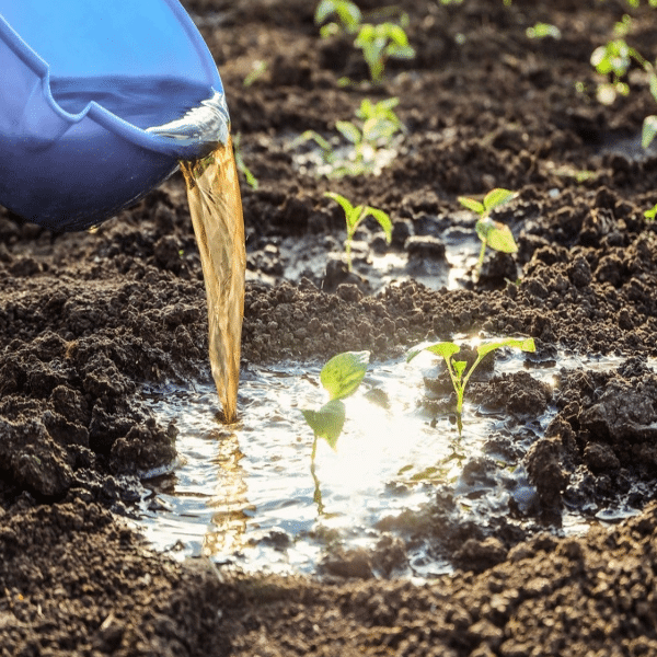 How to Apply Organic Liquid Nitrogen Fertilizer