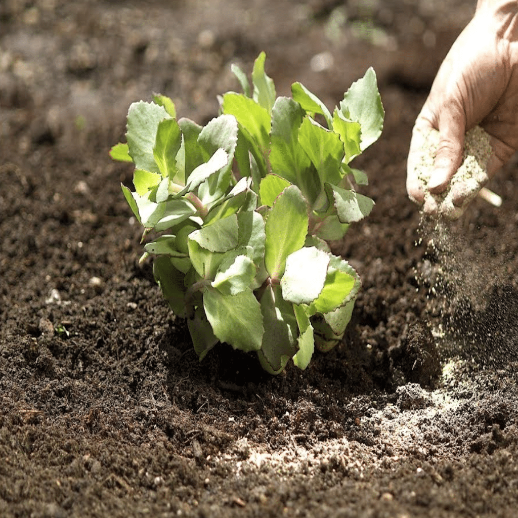 How to Use Nitro Organic Fertilizer Effectively