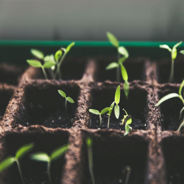 Liquid Kelp Organic Seaweed Fertilizer and Environmental Benefits