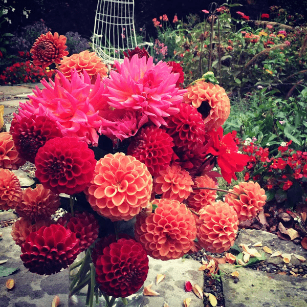 Monitoring and Modifying the Fertilization of Dahlias