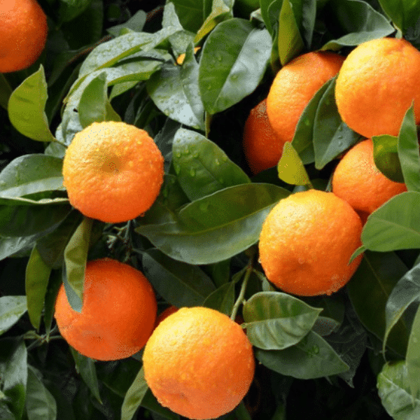 Success Stories with Organic Liquid Citrus Fertilizers