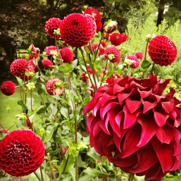 Top Suggested Organic Fertilizers for Dahlias
