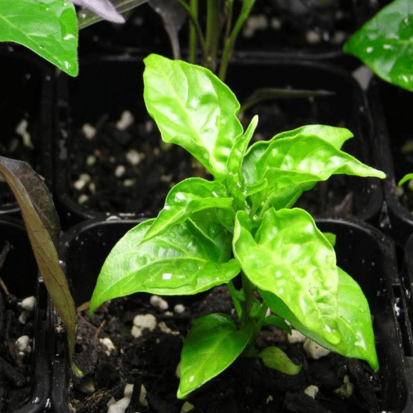 Using Liquid Kelp Organic Seaweed Fertilizer to Improve Disease Resistance