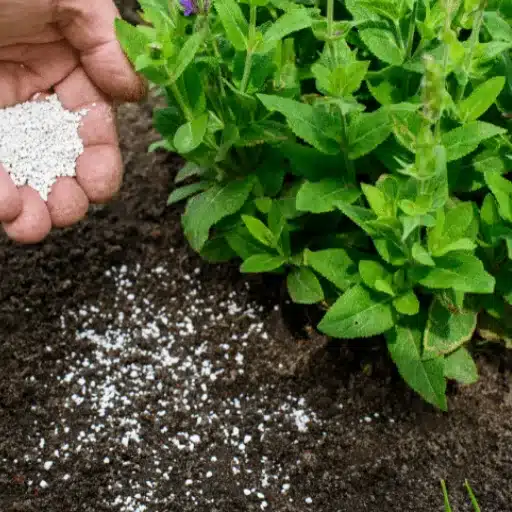 Calcium Nitrate Fertilizer: The Organic Solution for Plant Growth