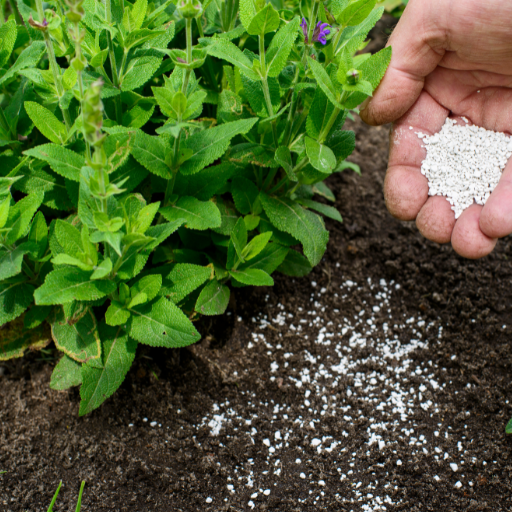 where to buy calcium nitrate fertilizer