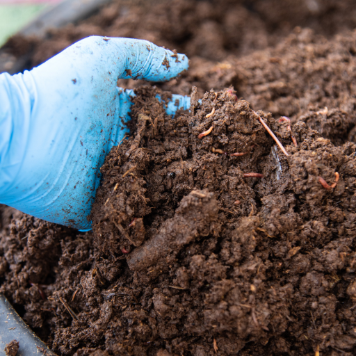 what plants don't like epsom salt