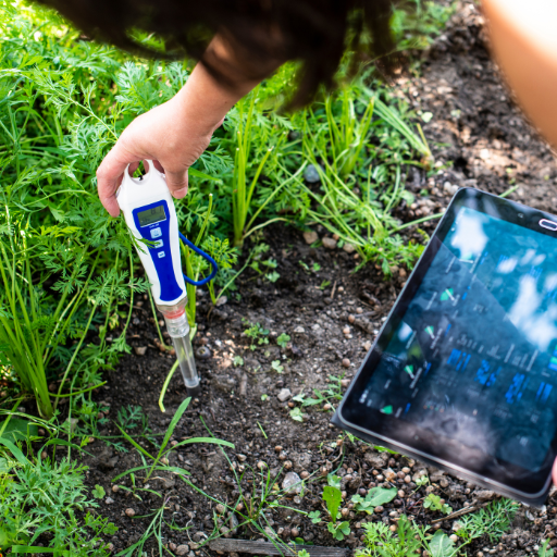 is epsom salt good for tomato plants