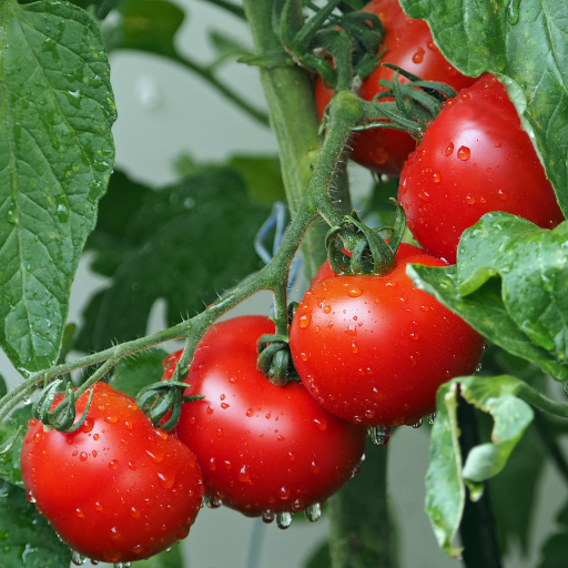 epsom salt for tomato plants