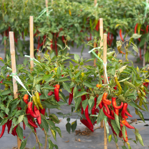 epsom salt for tomato plants