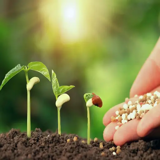Organic Fertilizer: The Ultimate Plant Food for Sustainable Gardening