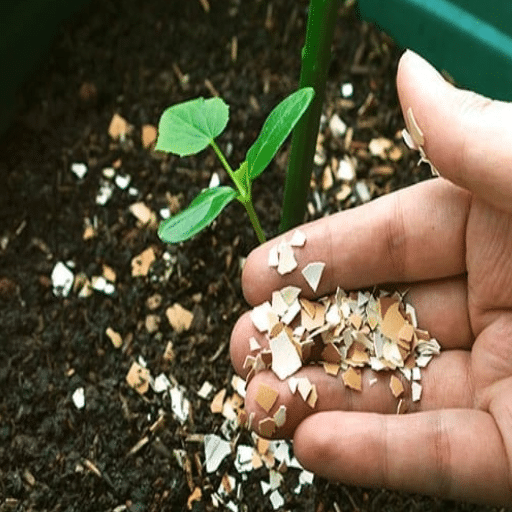 organic fertilizer