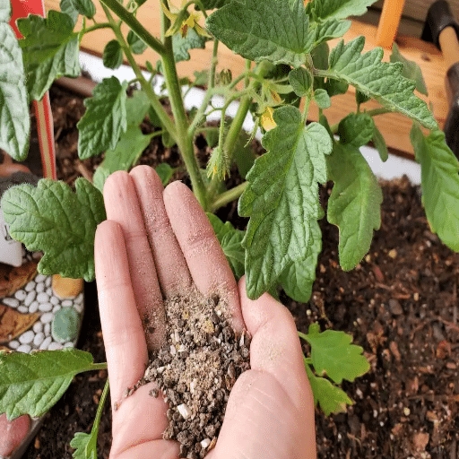 organic fertilizer