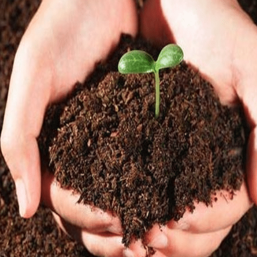 organic fertilizer