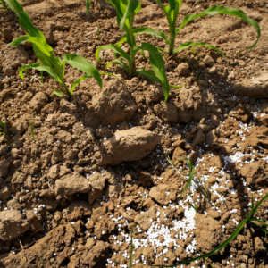 The Role of Urea Fertilizer in Agriculture: Management Tips for Optimal ...