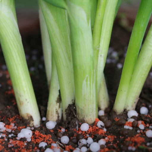 urea fertilizer in agriculture