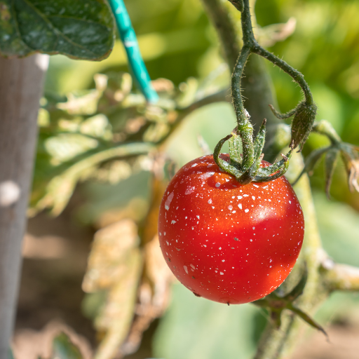 is epsom salt good for tomato plants