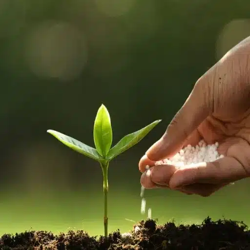 when to use calcium nitrate fertilizer