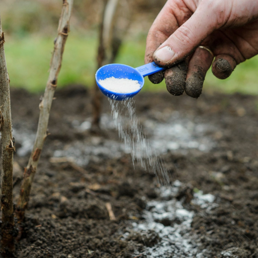 What is organic potash fertilizer and why is it important?