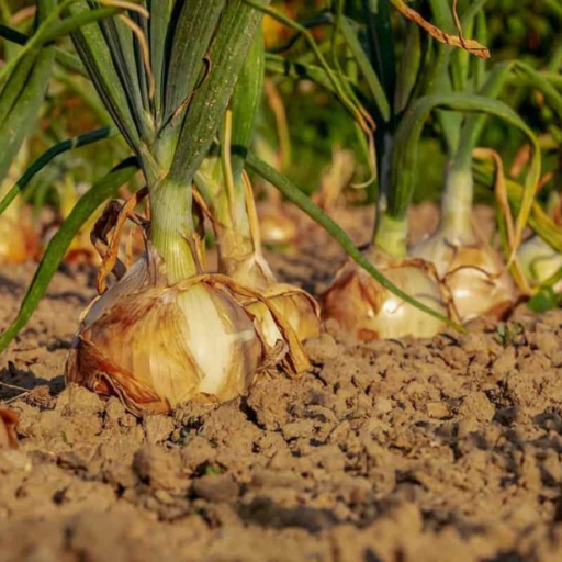 What is the Best Organic Fertilizer for Onions?