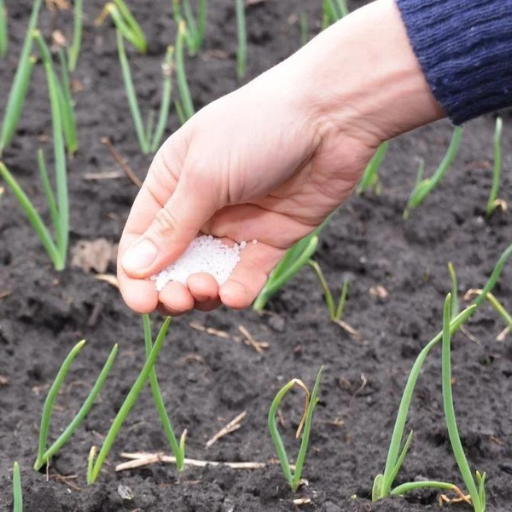 How Often Should You Fertilize Onions?