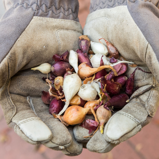 Should You Use Manure as a Fertilizer for Onions?