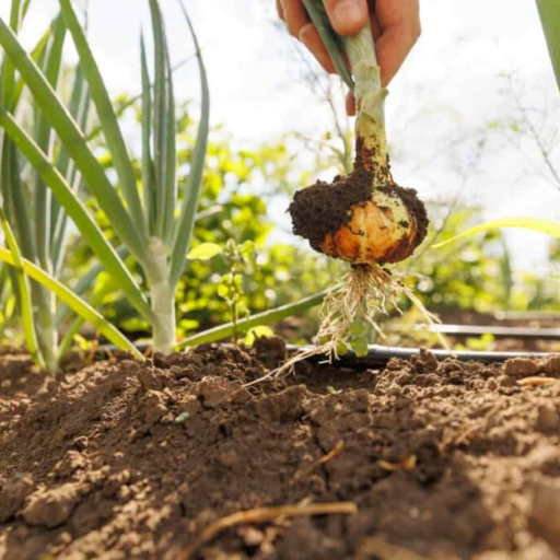 organic onion fertilizer
