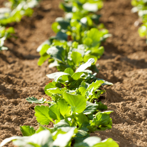 vegetable fertilizer