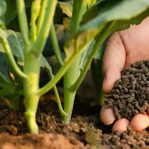best organic fertilizer for corn
