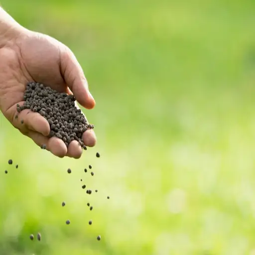 best organic fertilizer for corn