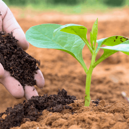 What are the Benefits of High Nitrogen Organic Fertilizers?