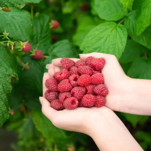 How to Apply Fertilizer to Raspberry Plants?