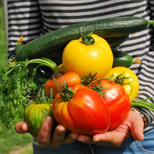 What Makes a Good Tomato Fertilizer?