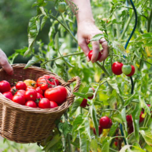 What Do Customer Reviews Say About the Best Tomato Fertilizers?