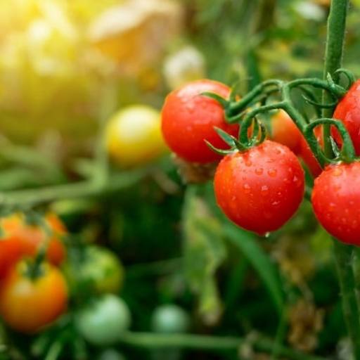 What Are the Benefits of Organic Tomato Fertilizers?