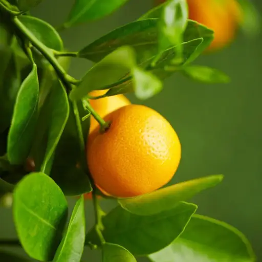 Why Do Citrus Trees Need Special Fertilizer?