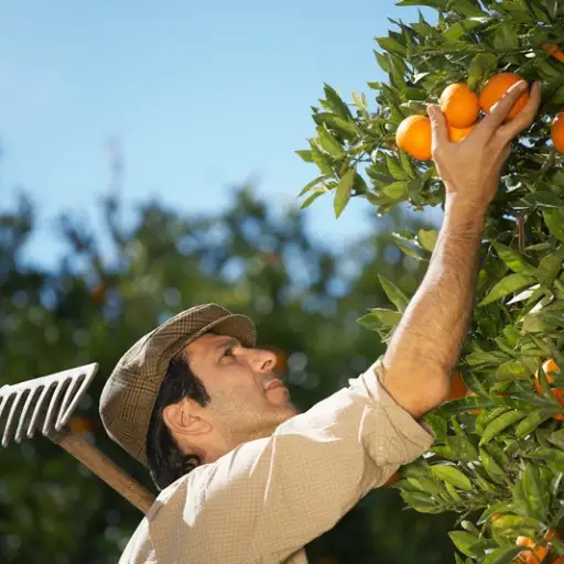 How to Choose the Right Organic Fertilizer for Citrus Trees?