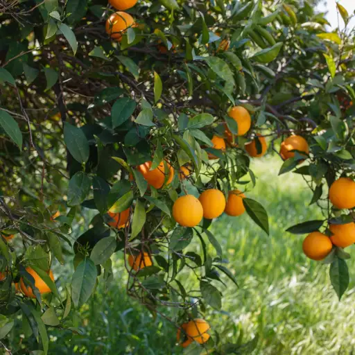 How to Apply Organic Citrus Fertilizer for Optimal Results?