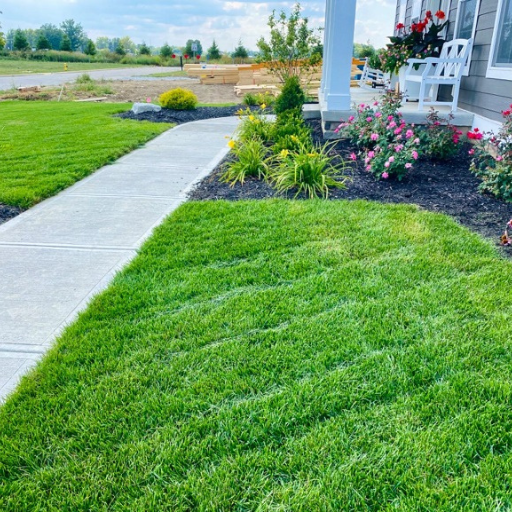 organic lawn starter fertilizer
