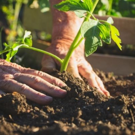 How to Apply Organic Phosphorus Fertilizers Effectively?