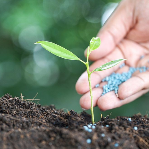 organic fertilizer high in phosphorus