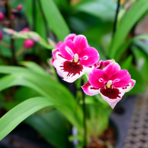 Why Do Orchids Need Fertilizer?